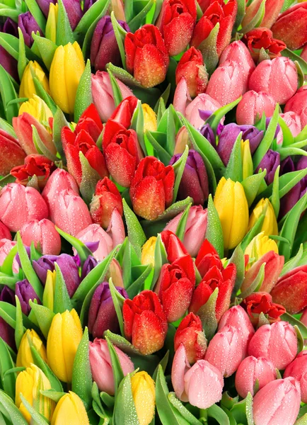 Spring tulips. Bouquet of fresh flowers with water drops — Stock Photo, Image