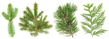 Evergreen tree branch set isolated on white. Coniferous plants