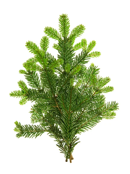 Tak van kerstboom geïsoleerd op een witte achtergrond. Pine spri — Stockfoto