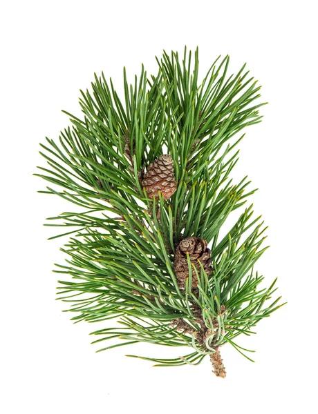 Pine tree branch with cones — Stock Photo, Image