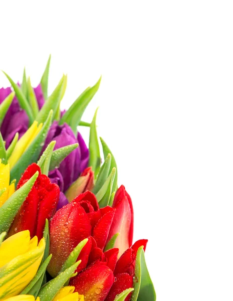 Closeup of fresh spring flowers with water drops — Stock Photo, Image