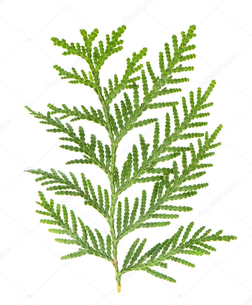 Thuja sprig isolated on white