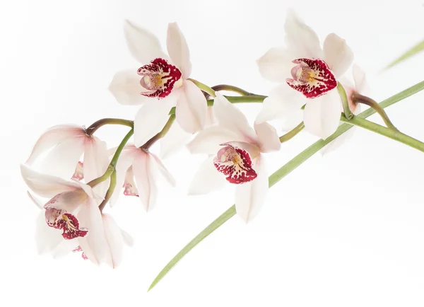 Hermosas flores rosadas de la orquídea — Foto de Stock