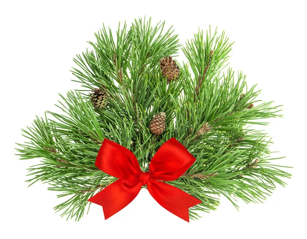 Pine tree branches with cones and red ribbon on white — Stock Fotó