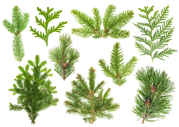 Set of coniferous tree branches. Spruce, pine, thuja, fir — Stock fotografie