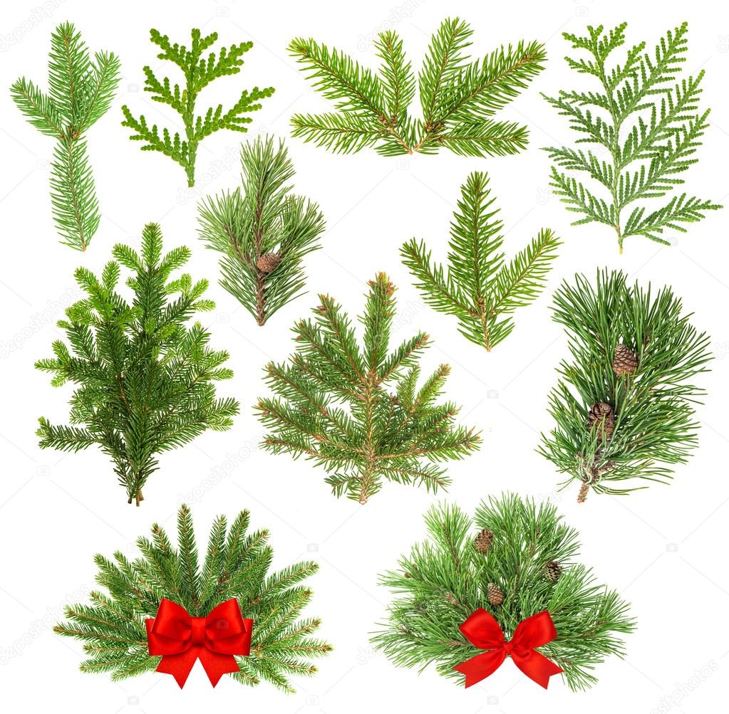 Coniferous tree branches