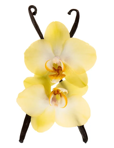 Cialde di vaniglia e fiori di orchidea gialli isolati su bianco — Foto Stock