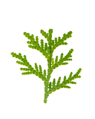 Mazı (bitki) yaprak dökmeyen fışkın