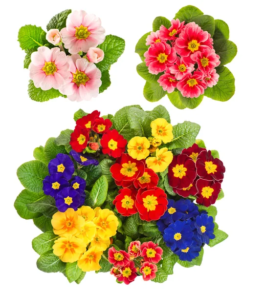 Spring flowers Primula — Stock Photo, Image