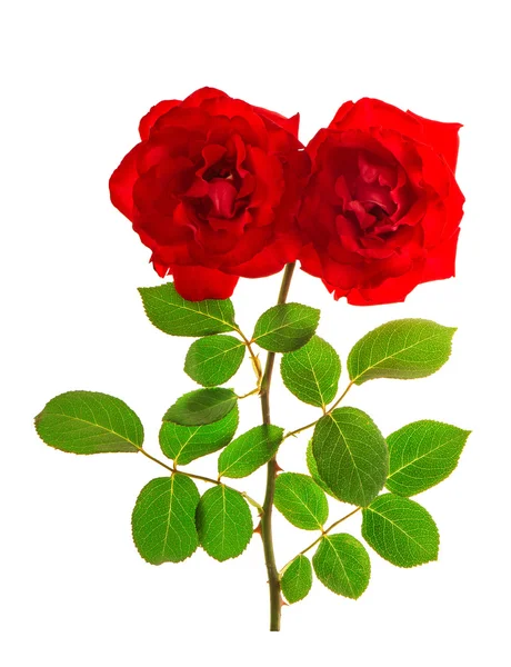 Piros rózsák elszigetelt fehér háttér. Virág fej — Stock Fotó