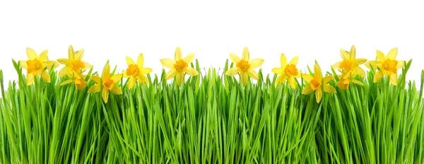 Fleurs narcisses dans l'herbe verte avec des gouttes d'eau — Photo