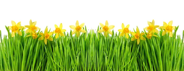 Flores de narciso em grama verde com gotas de água — Fotografia de Stock