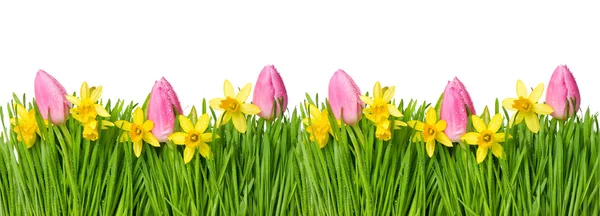 Spring narcissus tulip flowers green grass water drops — Stock Photo, Image