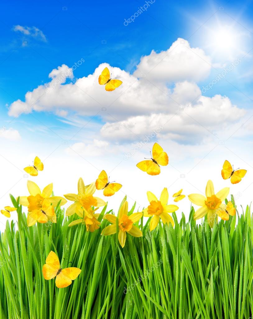 Daffodils easter flowers green grass. Spring landscape — Stock Photo © LiliGraphie 96063694