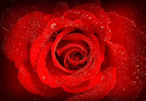 Красный розовый цветок с каплями воды — стоковое фото