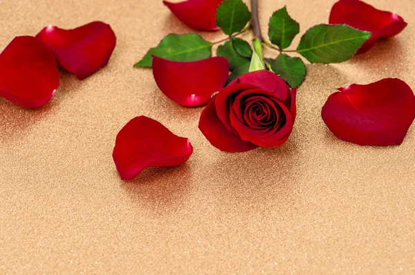 Red rose on golden background — Stock Photo, Image