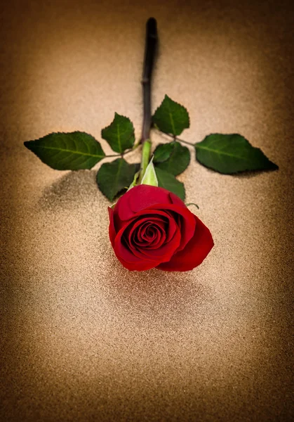 Rød rose. Blomst gyldne baggrund vintage - Stock-foto