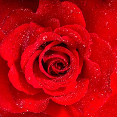 Kırmızı gül. Su damlaları ile çiçek