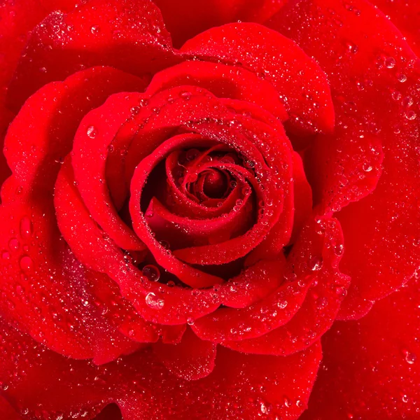 Rote Rose. Blume mit Wassertropfen — Stockfoto