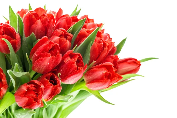 Czerwone tulipany. Bukiet kwiatów na biały — Zdjęcie stockowe