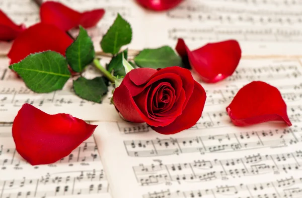 빨간 장미 꽃입니다. 음악 노트 — 스톡 사진