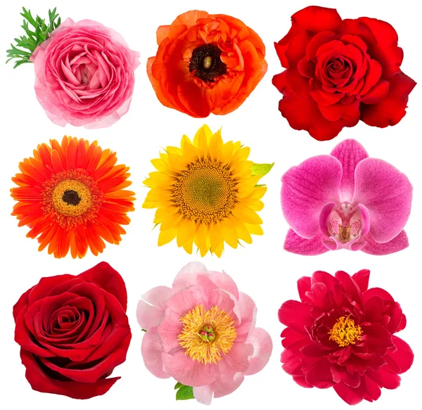 Single flower heads. Rose, orchid, peony, sunflower, gerber Stock Picture