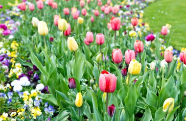 flowerbed üzerinde çeşitli renkli Lale