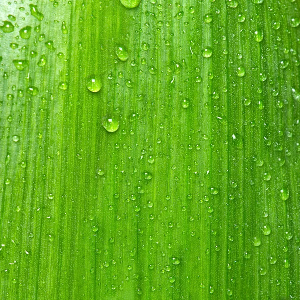 Hoja verde con gotas de agua. Textura de fondo natural — Foto de Stock