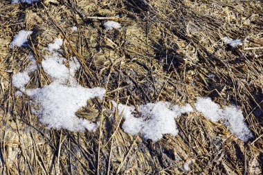 Eski çim kamışı ve eriyen kar dokusu arka planı. Kuru otların doğal bahar dokusu. bej ve beyaz arkaplan renkleri