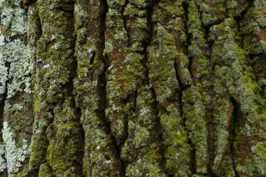kavak kabuğu dokusu arkaplan yosun yeşil ve kahverengi eski kabuk büyük desen