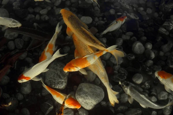 Güzel Japon sazanları göletin dibinde yüzerler. Bu bir statü göstergesidir ve mutluluğun sembolüdür..