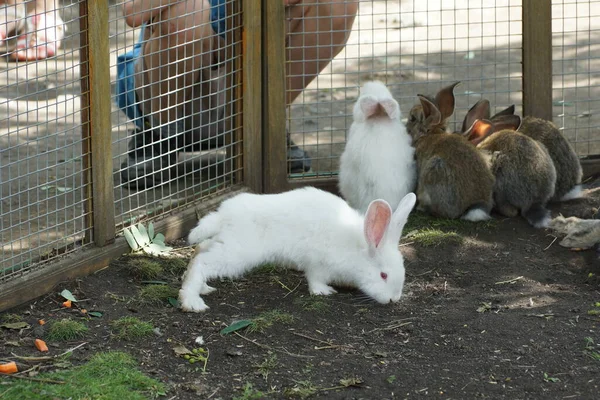 Arkasında komik tüylü beyaz bir tavşan. Dünyada dört kardeş daha var.