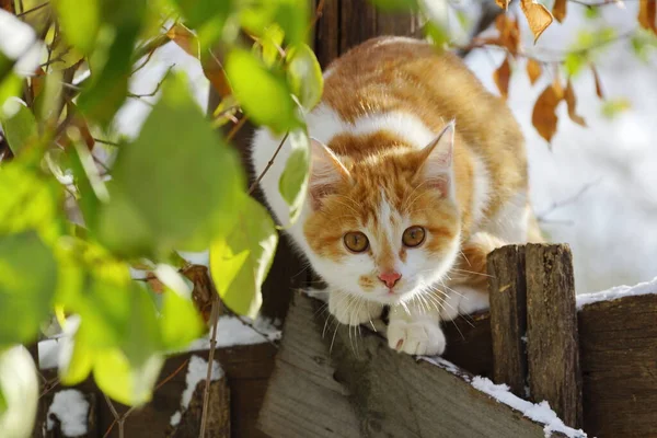 Gato Pelo Rojo Blanco — Foto de Stock