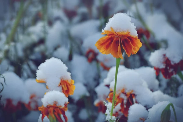 Vackra Apelsin Blommor Snön Mössor Början Vintern — Stockfoto