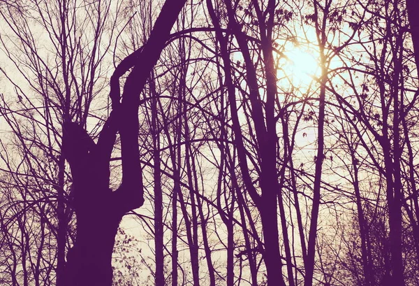 Силуэты Деревьев Листвы Осень Солнце Светит Сквозь Ветви — стоковое фото