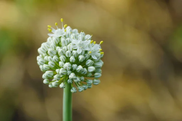 Een Bloem Van Knoflook Bloesems Close Euraziatische Soorten Wilde — Stockfoto