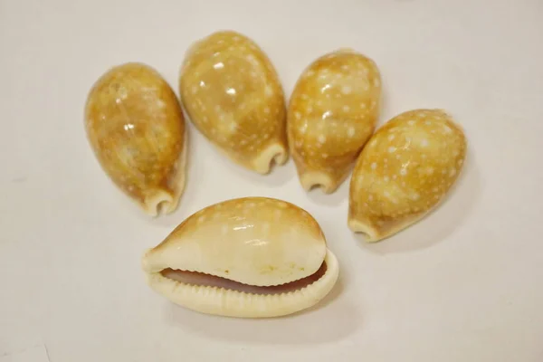 Tiger Cypraea Seashells Крупным Планом — стоковое фото