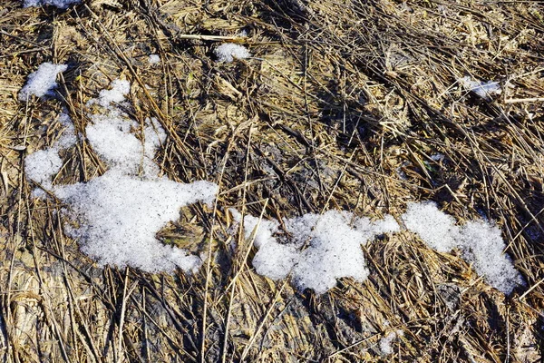 Gammalt Gräs Halm Och Smältande Snö Konsistens Bakgrund Vår Naturlig — Stockfoto