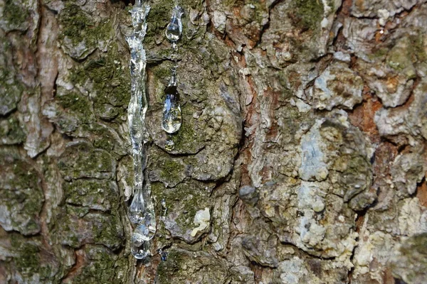 Flowing Resin Pine Tree — Stock Photo, Image