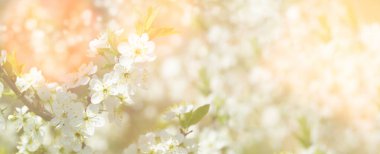 Beyaz Elma ya da Kiraz Ağacı bahar sınır arkaplanının çiçek açan dalı. Hafif arkaplan. Renkli bir geçmiş. Bahar mevsimi.