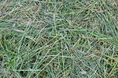 biçilmiş çimen saman dokusu arka planı