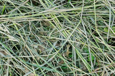 biçilmiş çimen saman dokusu arka planı