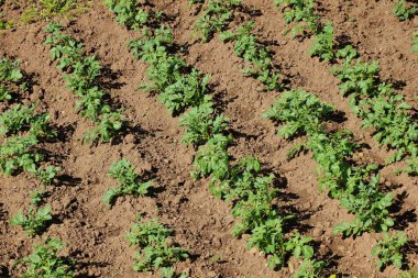 Patates tarlası yeşili çalıların ve tarımın manzarası