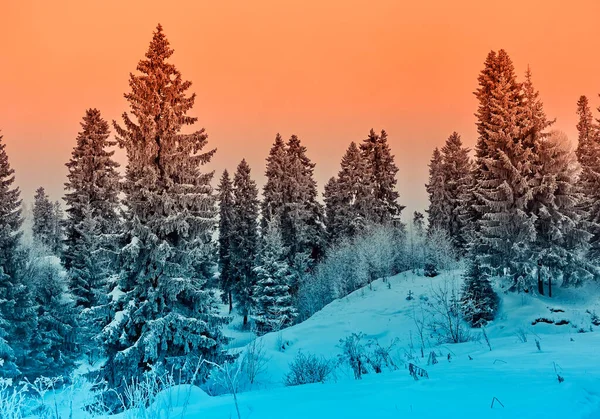 풍경의 눈덮인 나무들 아름다운 석양과 얼음으로 크리스마스 트리들의 환상적 분위기 — 스톡 사진