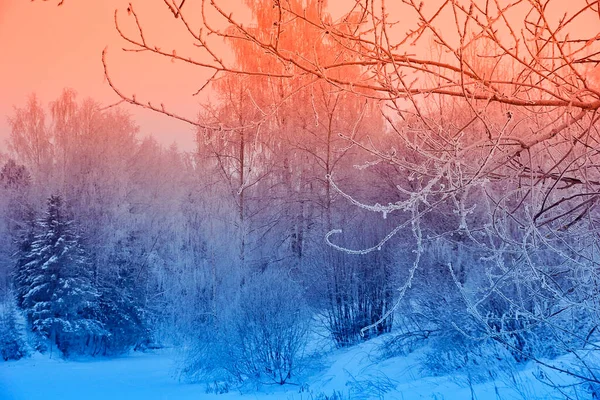 Paisagem Inverno Árvores Nevadas Belo Pôr Sol Árvores Geladas Fantasiosas — Fotografia de Stock