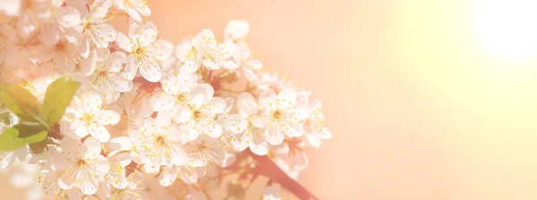 Beyaz Elma ya da Kiraz Ağacı bahar sınır arkaplanının çiçek açan dalı. Hafif arkaplan. Renkli bir geçmiş. Bahar mevsimi.