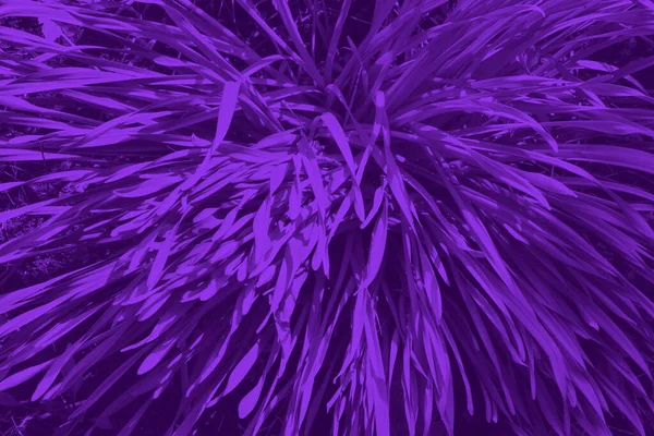 紫色草质背景的闪光 紫色背景的衣服 紫罗兰背景 — 图库照片