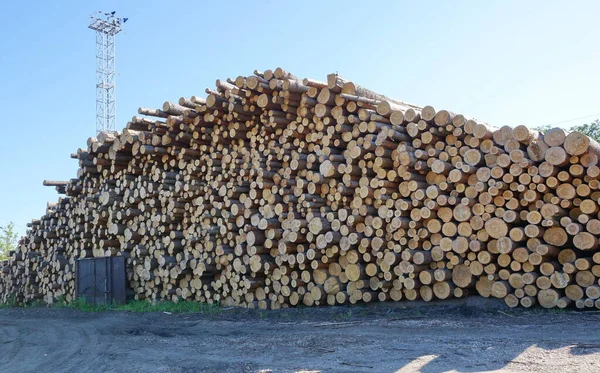 Holzeinschlag Versand Von Rundholz Bahn Kiefernstammrohstoffe Für Die Verarbeitung Holzverarbeitende — Stockfoto