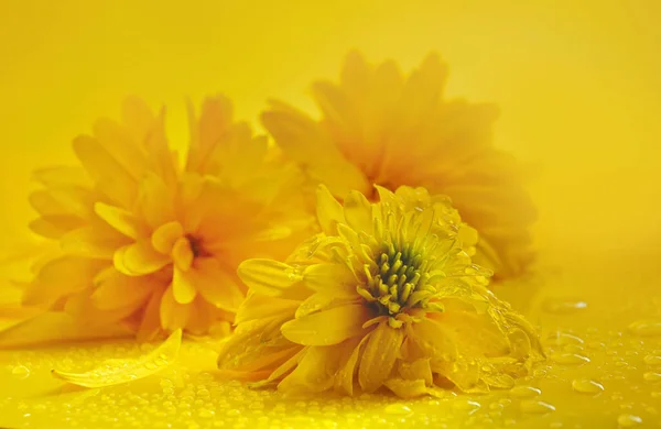 Coneflower Cutleaf Bola Dorada Sobre Fondo Amarillo Gota Agua Bodegón —  Fotos de Stock