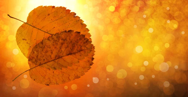 Autunno Sfondo Giallo Arancio Foglie Festive Bokeh Primo Piano — Foto Stock